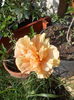 DSCN0244