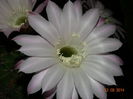 DSC06243