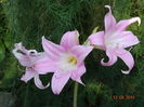 amaryllis belladonna