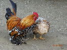 DSC06660