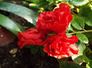 DSCF1996