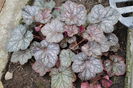 heuchera rave on