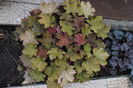 heuchera caramel