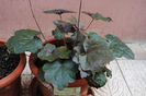 heuchera americana palace purple