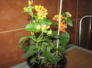 Lantana