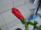 IMG_1131 malvaviscus red