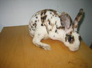 Rex pitic tricolor