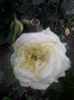 elfe