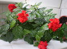 P6290045
