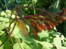 Mina Lobata