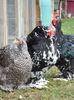 SAM_2046