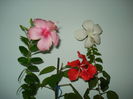 DSC09520