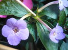 P1070335