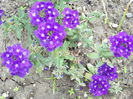 VERBINA