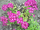 VERBINA