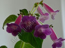 Kohleria Isabell (ni)