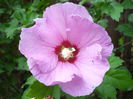 DSC00696