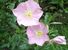 Oenothera