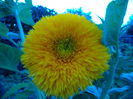DSC00960