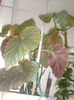 034-begonia rex(plaman)