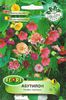 Seminte de abutilon hybridum mix - 5 lei