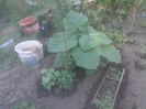 paulownia mare/mica