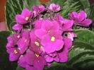 Picture My plants 737