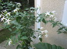 Picture My plants 747