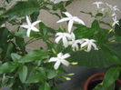 Picture My plants 729