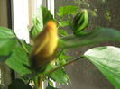 Picture My plants 740