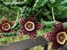 stapelia variegata