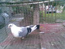 98523934_OMLBBYT[1]