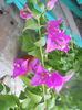 DSCN6792