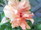 DSCN6797