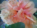 DSCN6799