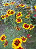 DSCN6806