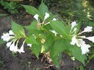 Weigela