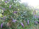 DSCN6825
