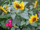 DSCN6852