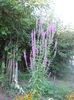 DSCN6868
