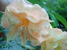 DSCN6875
