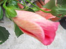 DSCN6880