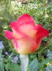 DSCN6827