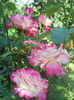 DSCN6828