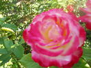 DSCN6829