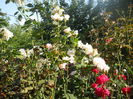 DSCN6831