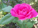 DSCN6833
