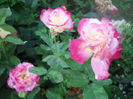 DSCN6848