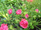 DSCN6861