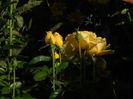 DSCN6866